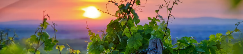 Vigna al tramonto Vinatis