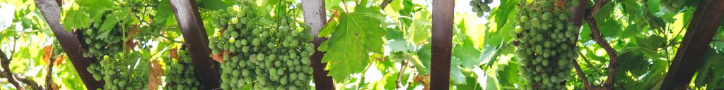 guida essenziale vini d'Italia pergola con grappoli di uva verde