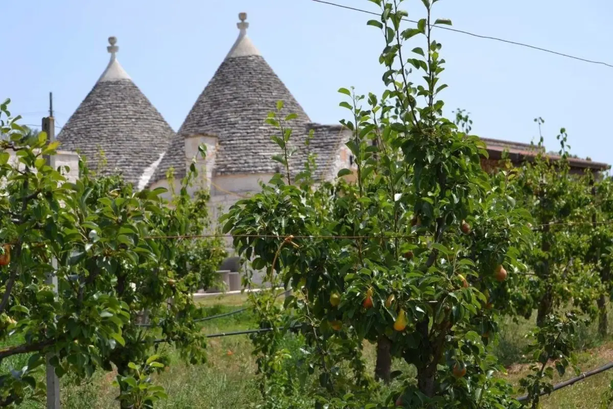 Trulli roofs behind fruit trees at Masseria Torricella, in the countryside near Alberobello